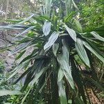 Dracaena steudneri برگ