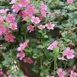 Sutera cordata Fula