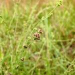 Bupleurum tenuissimum फूल