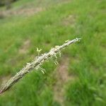 Alopecurus myosuroides Flower