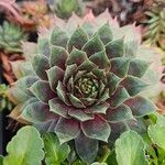 Sempervivum calcareum Blad