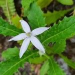 Hippobroma longiflora ᱵᱟᱦᱟ