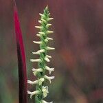 Spiranthes magnicamporum 花