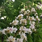 Aesculus hippocastanum Fleur