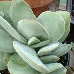 Crassula cotyledonis Folio