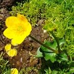 Caltha palustris عادت داشتن