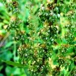 Rumex confertus Frucht