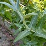 Salvia canariensis Leaf