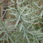 Linaria angustissima Leaf