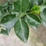 Citrus hystrixBlad