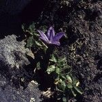 Campanula piperi Habit