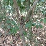 Psychotria carthagenensis Corteza