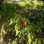 Capsicum baccatum Plod