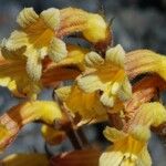 Orobanche fasciculata Blüte