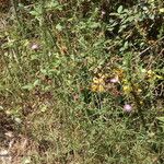 Centaurea decipiens Hábito