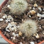 Mammillaria prolifera Hostoa