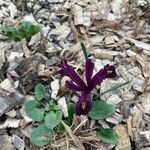 Iris reticulataFlower