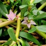 Sesuvium portulacastrum Flower