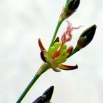 Juncus gerardi Květ