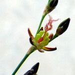 Juncus gerardi Blüte