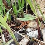 Miscanthus × longiberbis Blad