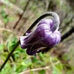 Clematis hirsutissima Blüte