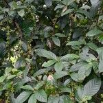 Psychotria viridis Хабит