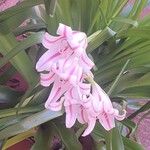 Crinum bulbispermum Lorea