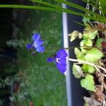 Lobelia erinusFlor