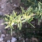Adenocarpus hispanicus Blatt