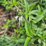 Ocimum filamentosum 花