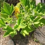 Pelargonium cucullatum Blad