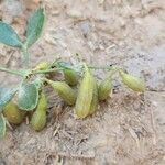 Zygophyllum fabago Fruit