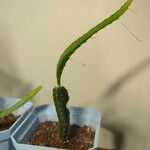 Hylocereus undatus Fuelha