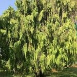 Cupressus cashmeriana Φύλλο