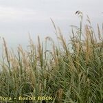 Arundo plinii आदत