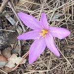 Colchicum longifolium Flower