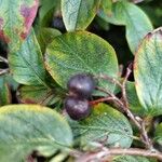 Cotoneaster acutifolius Fruit