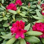 Rhododendron ferrugineumफूल