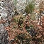 Hemionitis quadripinnata Συνήθη χαρακτηριστικά