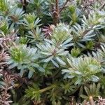 Galium lucidum List