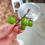 Jatropha gossypiifolia Fruit
