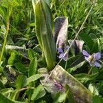 Orchis mascula Leaf