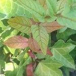 Epilobium oreganum Leaf