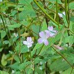 Epilobium montanumFlor