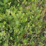 Capparis sepiaria Leaf