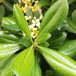 Pittosporum heterophyllumFolio