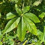 Cleome houtteanaList