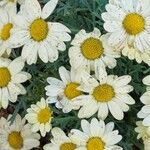 Argyranthemum maderense Квітка