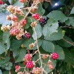 Rubus fruticosus Fruit